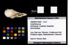 Foto (Objekt + Etikett) von Cyclothyreus sp.  (NHMW-GEO-1990-0041-2504)
